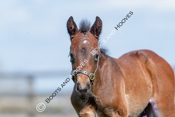 Foals