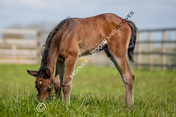 Foals