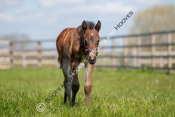 Foals