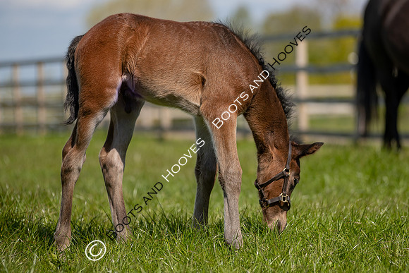 Foals
