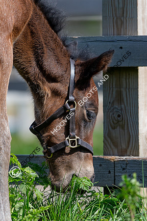Foals