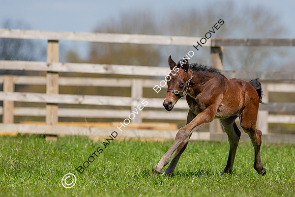 Foals