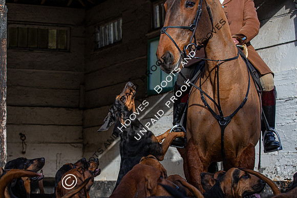 Coakham Bloodhounds