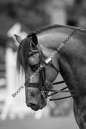The Agria Royal International Horse Show