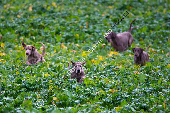 Hunting