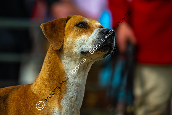 Festival of Hunting