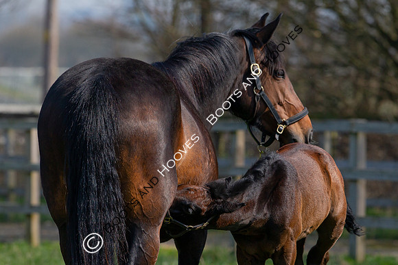 ~ MANDATORY Credit Elli Birch/Bootsandhooves- NO UNAUTHORISED USE - 07745909676