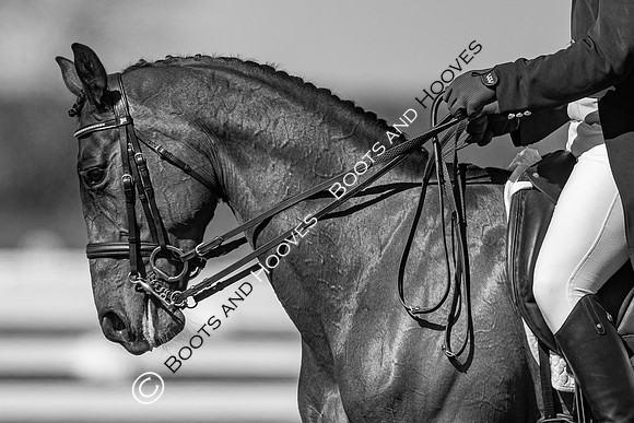 Barefoot Retreats Burnham Market Horse Trials