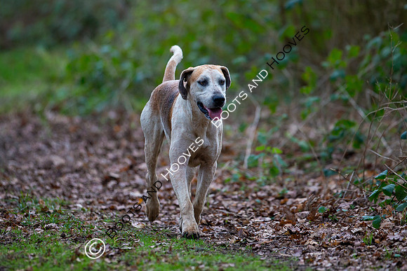 East Essex Hunt. Ladies Day. 29/01/2019 ~ MANDATORY Credit Elli Birch/Bootsandhooves - NO UNAUTHORISED USE - 07745 909676