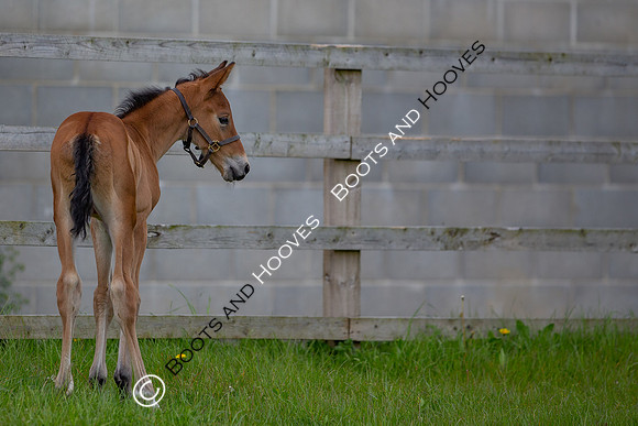 Foals