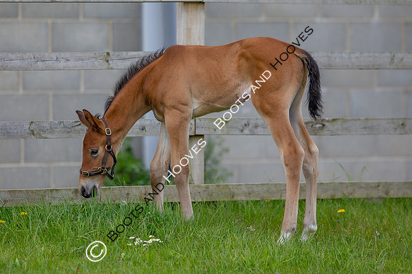 Foals