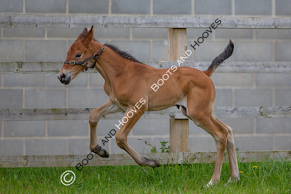 Foals