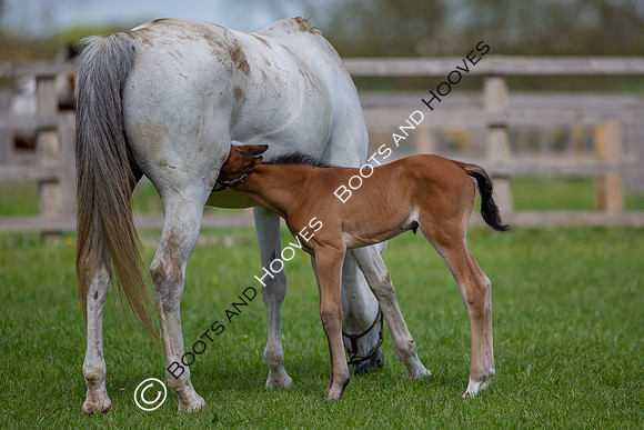 Foals