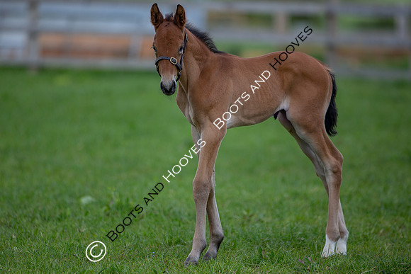 Foals