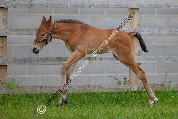 Foals