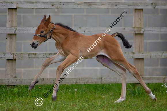 Foals