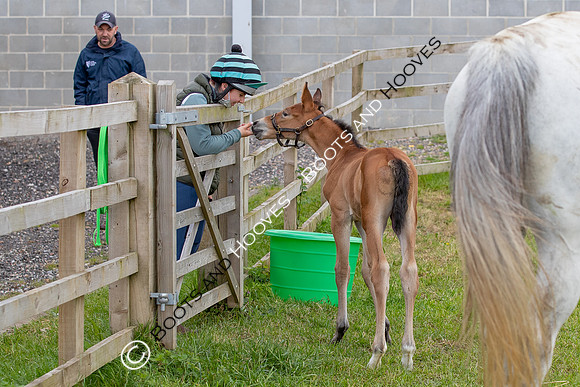 Foals