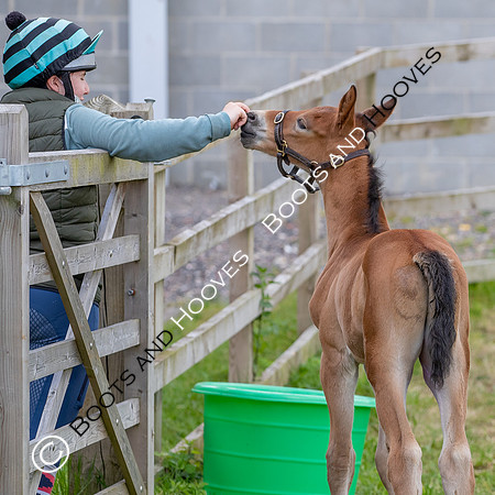 Foals