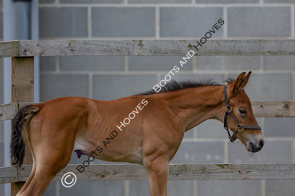 Foals