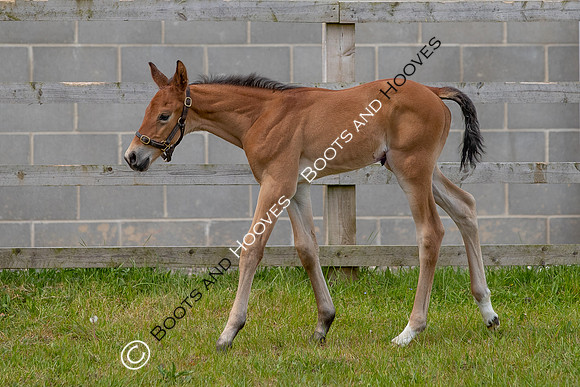 Foals