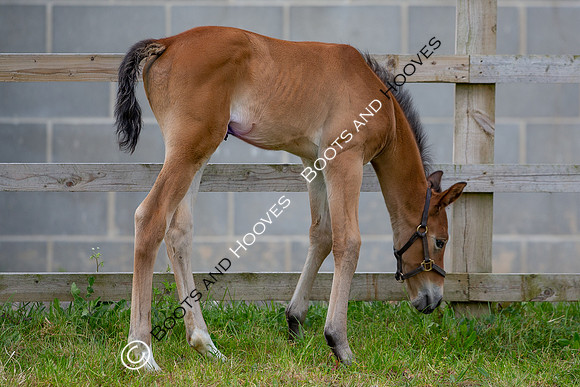 Foals