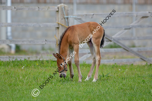 Foals