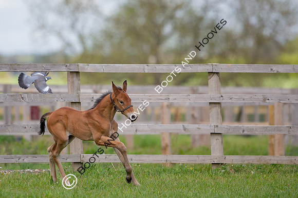 Foals