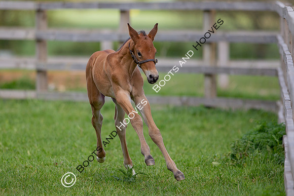 Foals