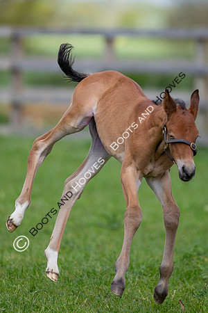 Foals