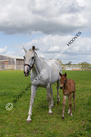 Foals
