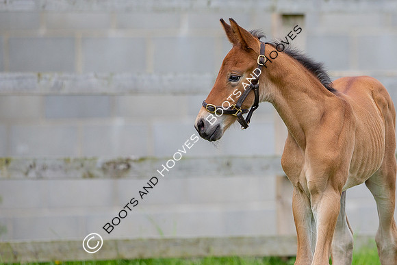 Foals
