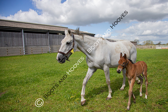 Foals