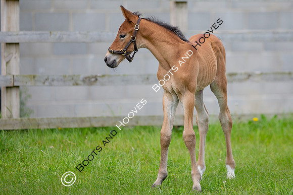 Foals