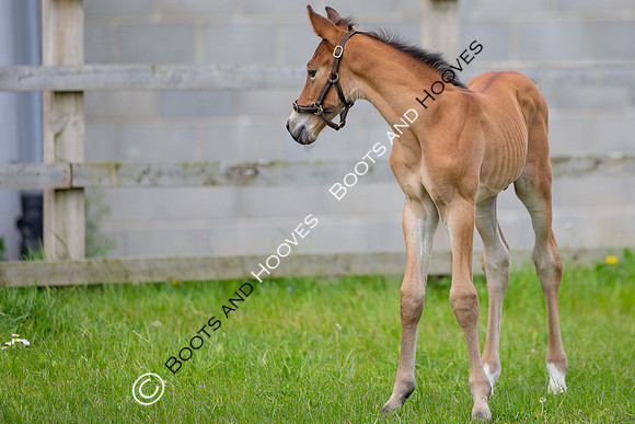 Foals