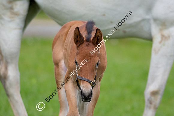 Foals