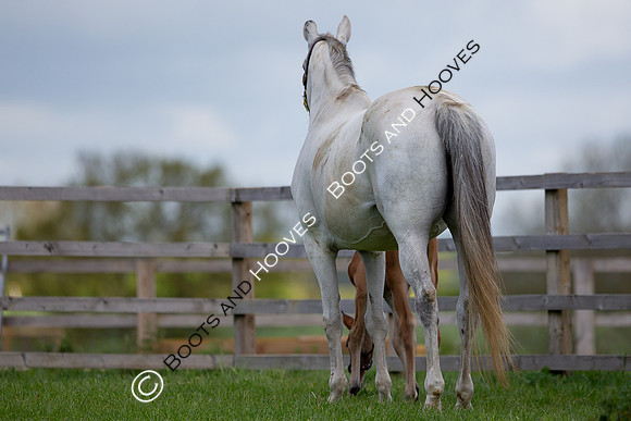 Foals