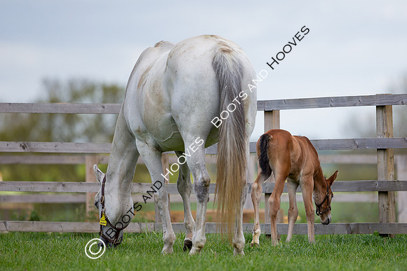 Foals