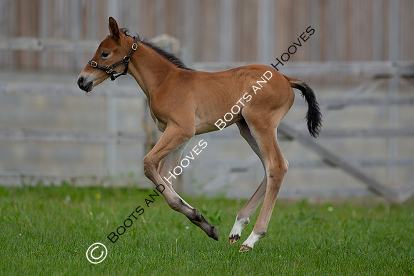 Foals