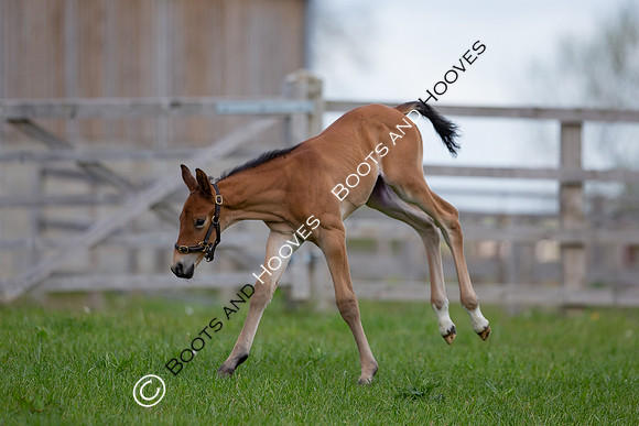Foals