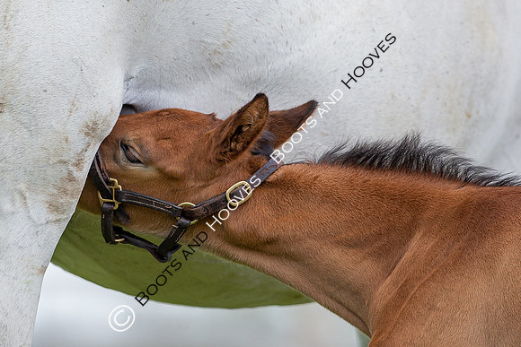 Foals