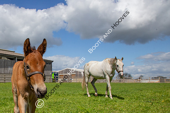 Foals