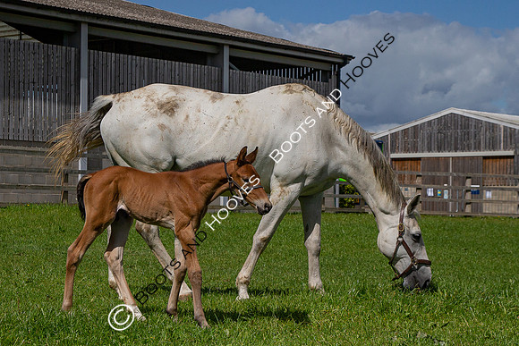 Foals