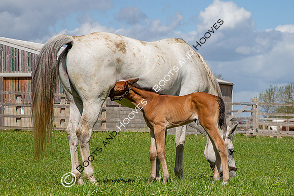 Foals