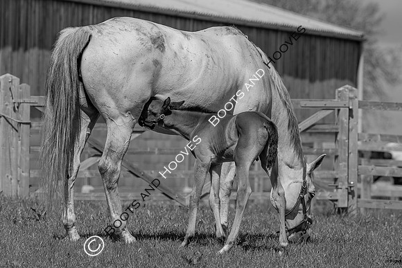 Foals