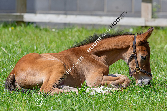 Foals