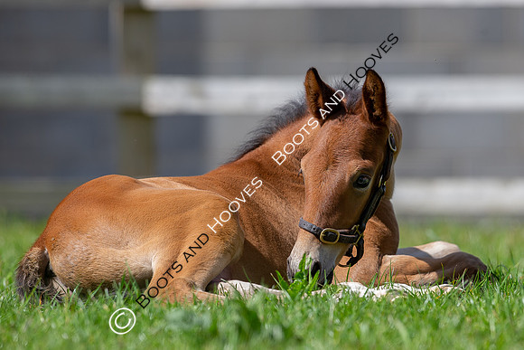 Foals