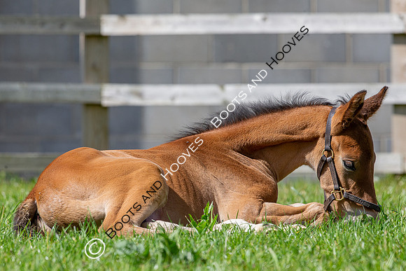 Foals