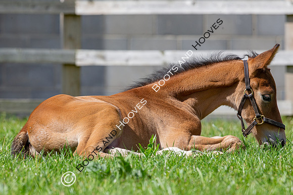 Foals