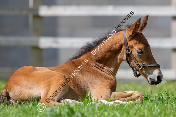 Foals