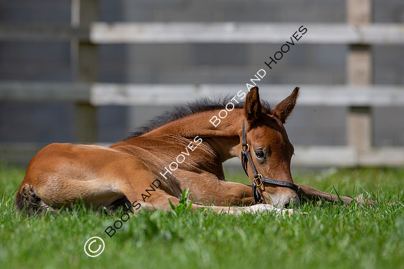 Foals